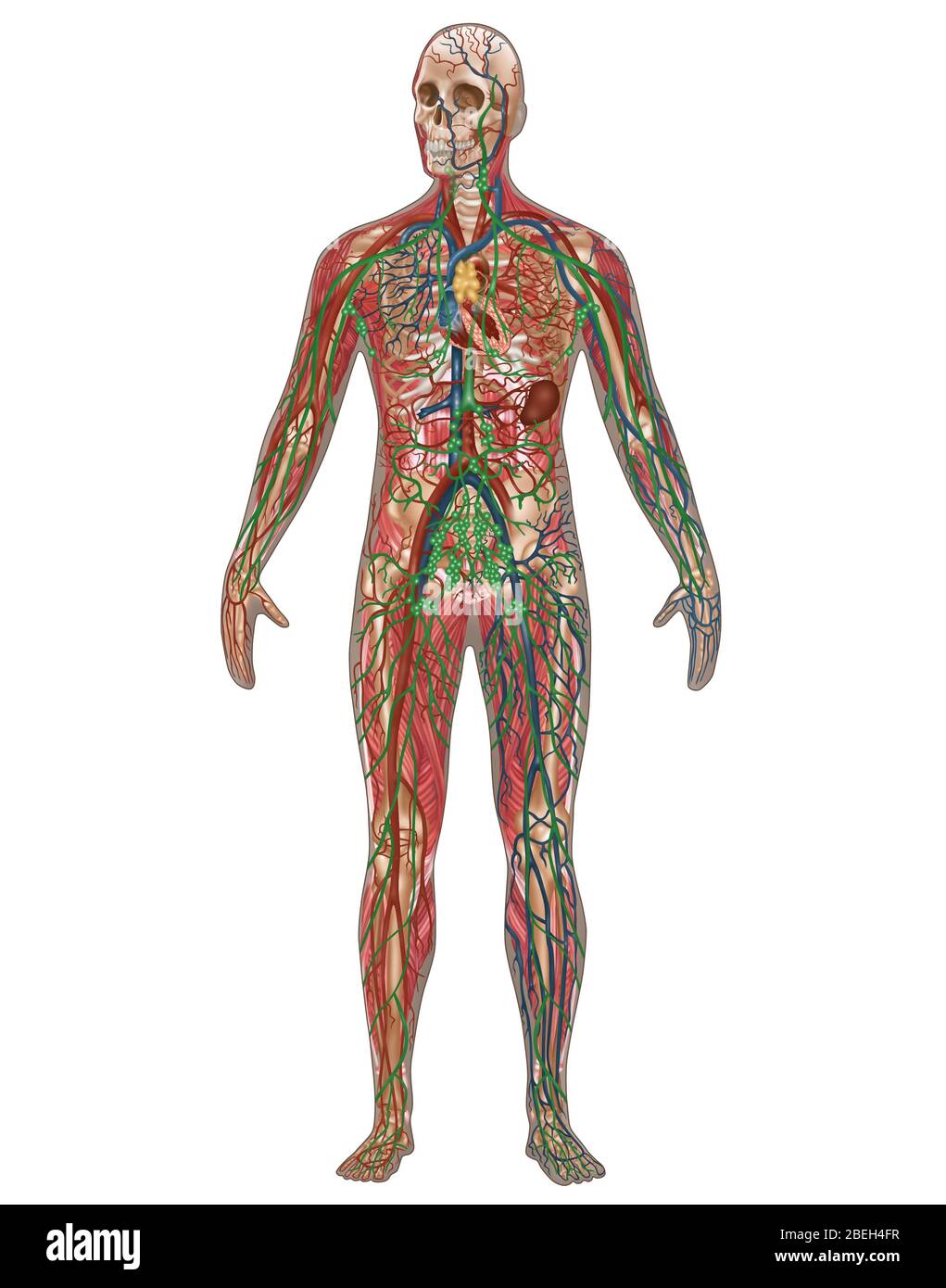 4 sistemi del corpo nell'anatomia maschile Foto Stock