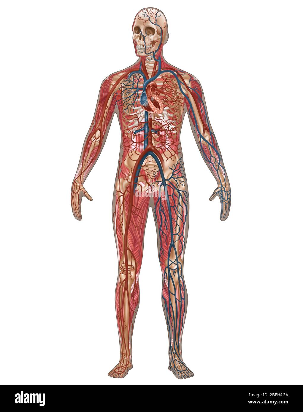 Sistemi circolatori, scheletrici e muscolari, maschio Foto Stock