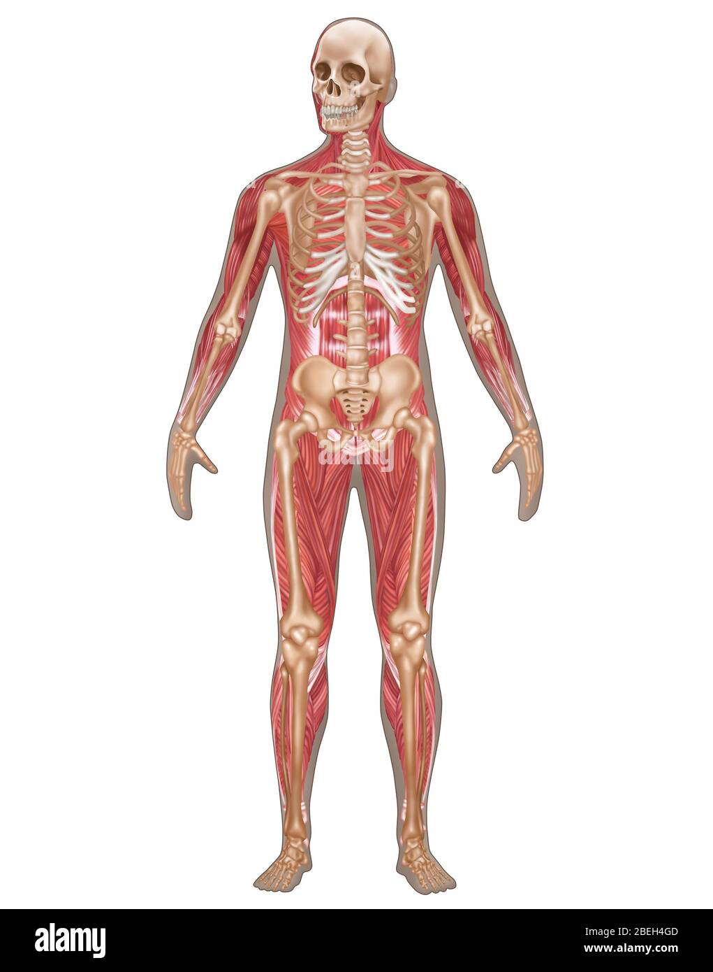 Sistemi scheletrici e muscolari, anatomia maschile Foto Stock