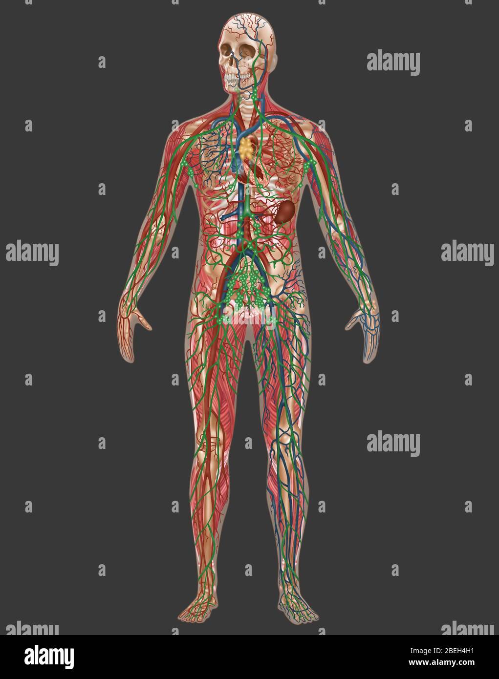 4 sistemi del corpo nell'anatomia maschile Foto Stock