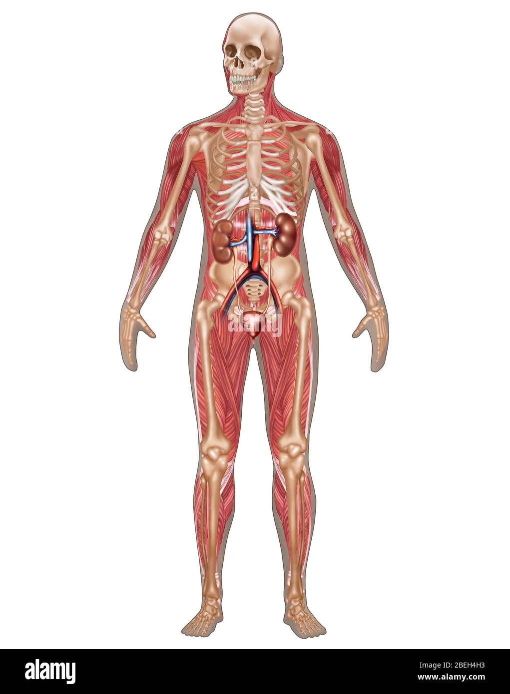 Sistemi urinari, scheletrici e muscolari, maschio Foto Stock