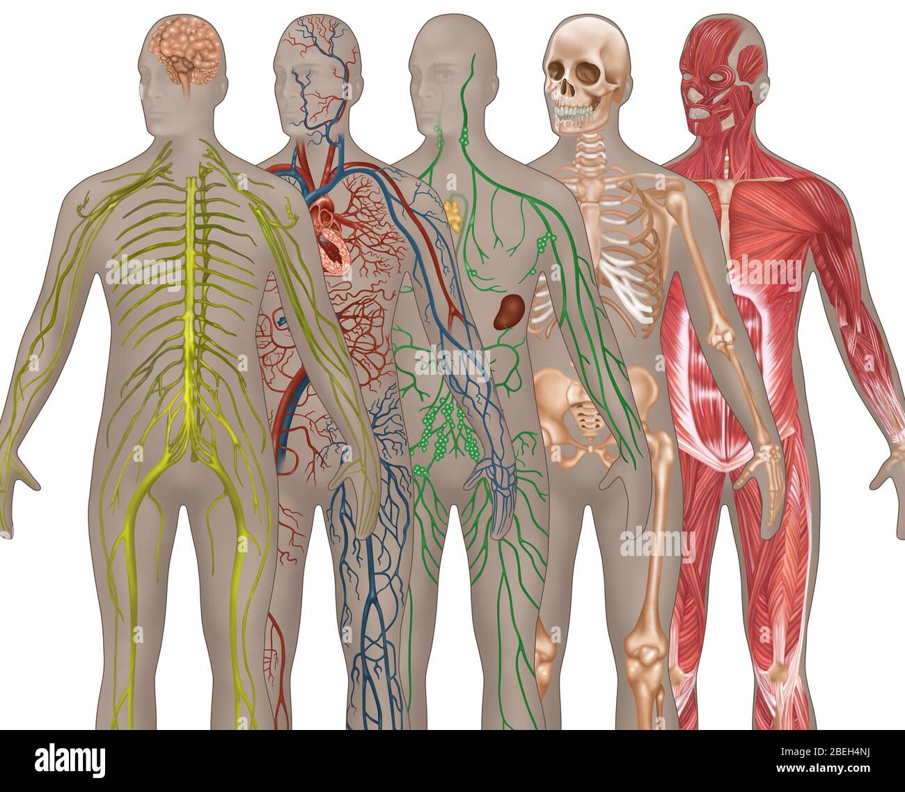 5 sistemi del corpo nell'anatomia maschile Foto Stock