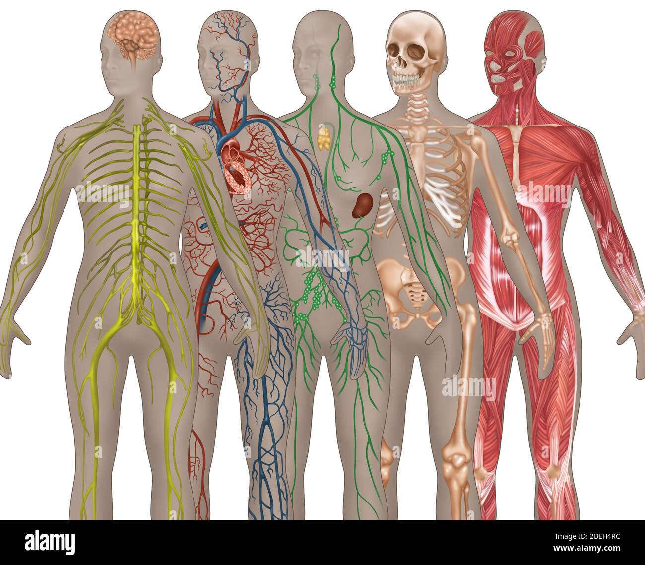 5 sistemi corporei nell'anatomia femminile Foto Stock
