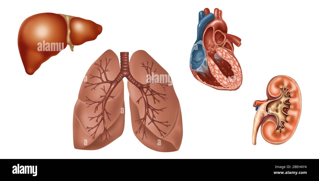 Organi di trapianto, illustrazione Foto Stock
