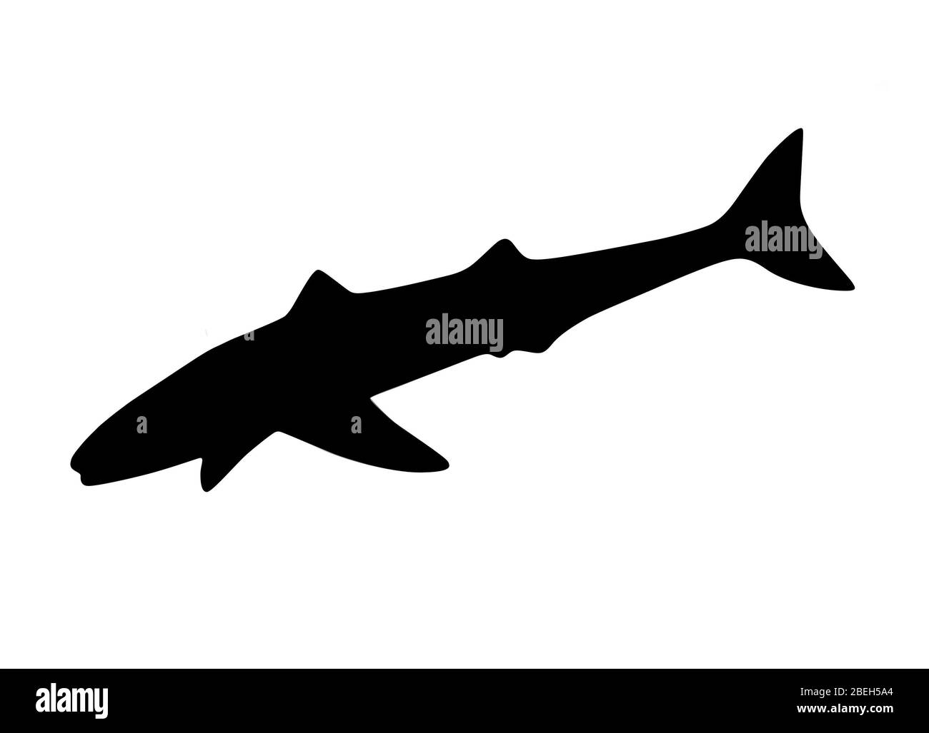 Cladoselache, illustrazione Foto Stock