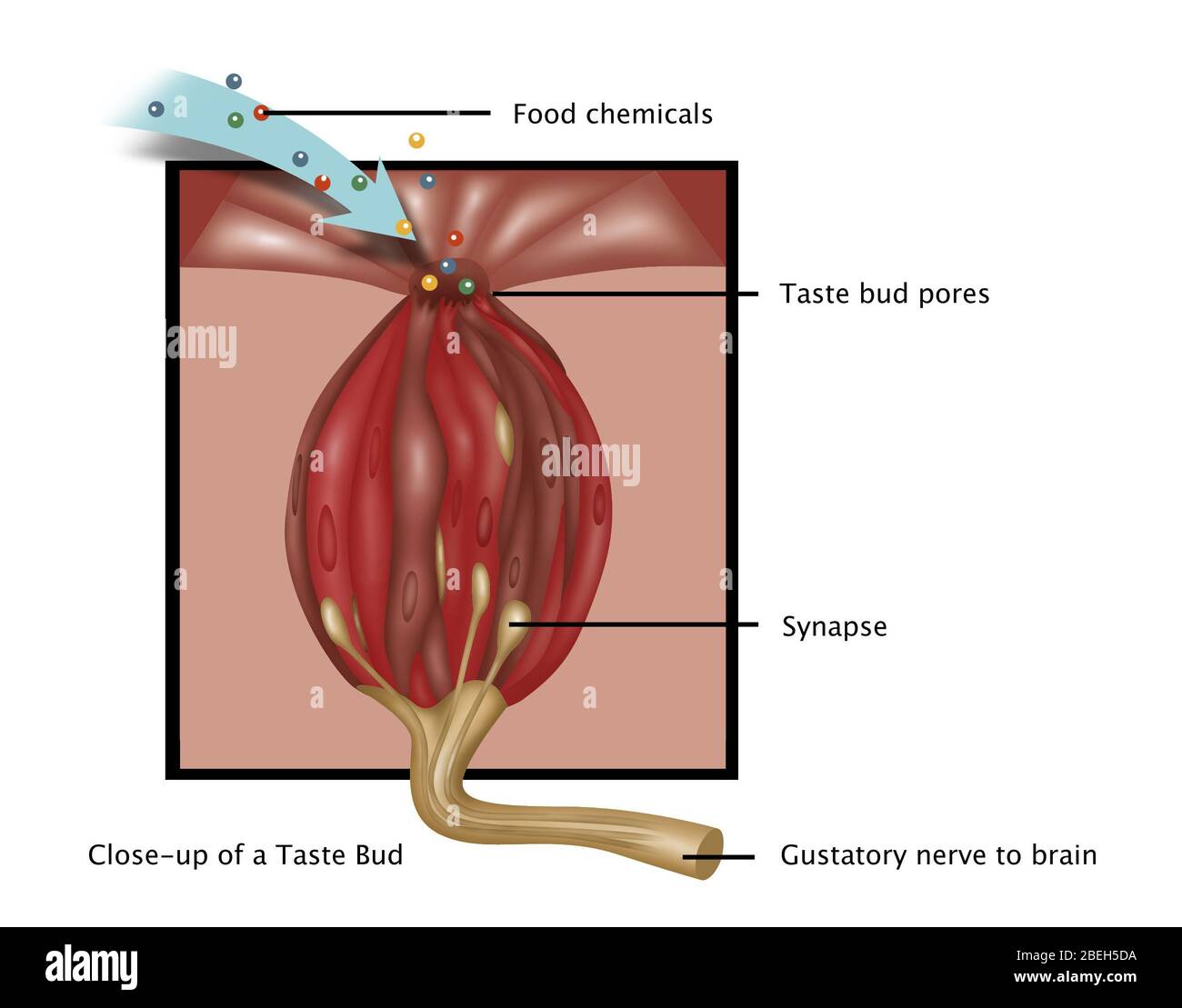 Gusto Bud, illustrazione Foto Stock