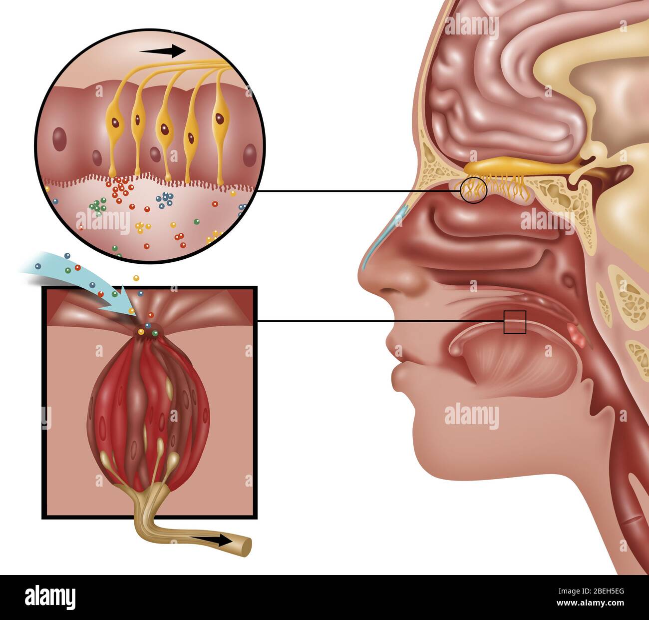 Anatomia dell'odore, illustrazione Foto Stock