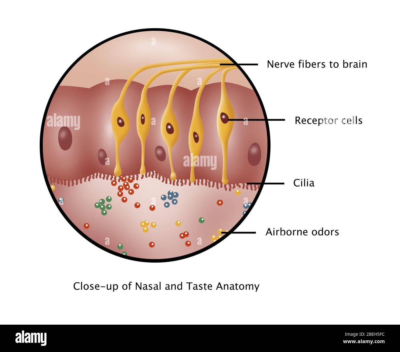 Senso dell'olfatto, illustrazione Foto Stock