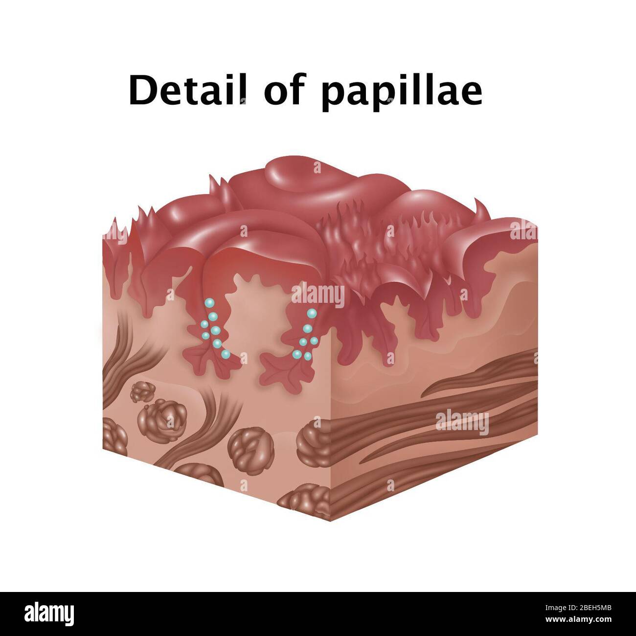 Papillae sulla lingua, illustrazione Foto Stock