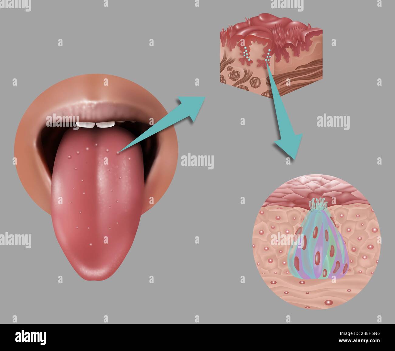 Anatomia del gusto, illustrazione Foto Stock