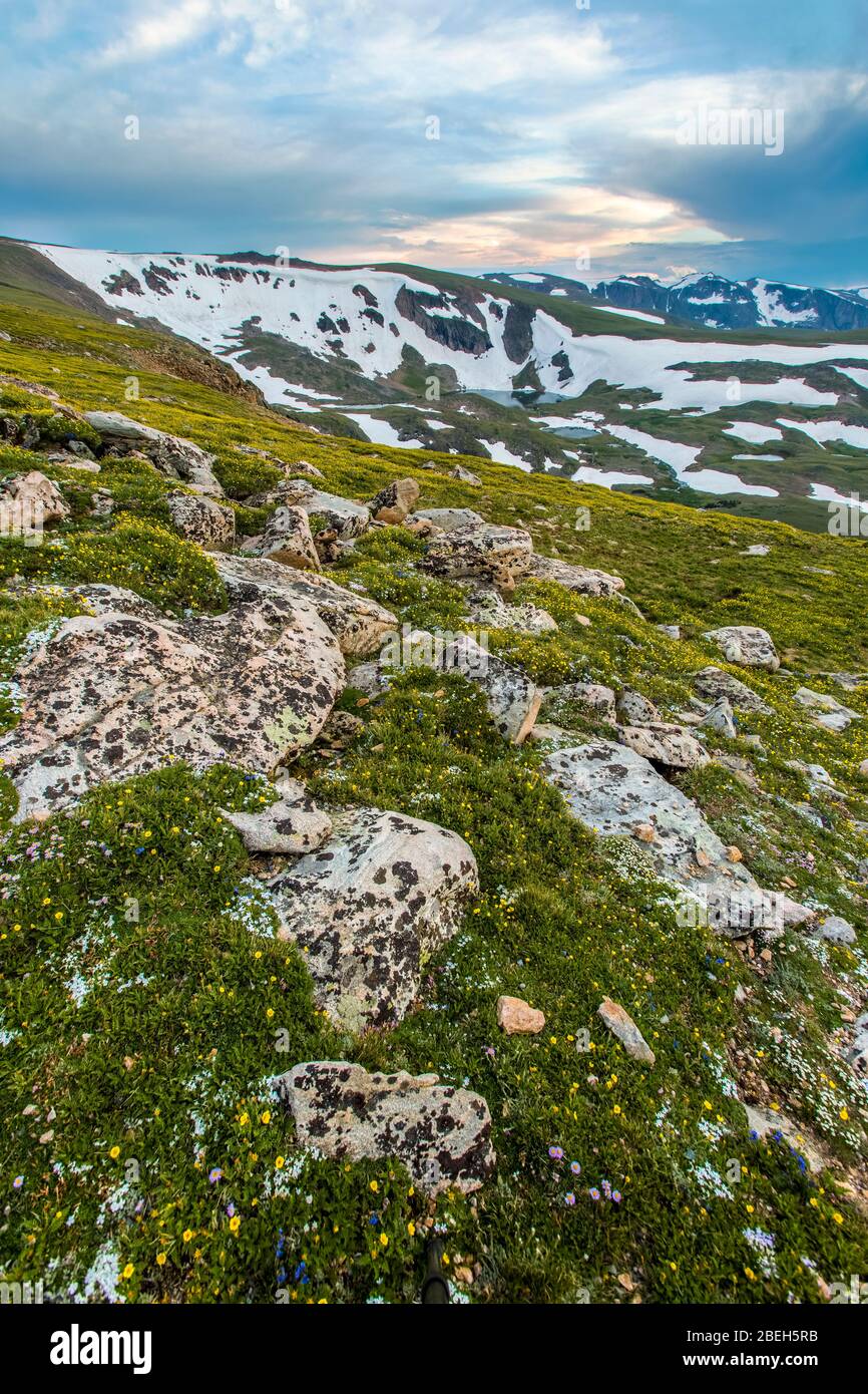 Tundra alpina durante l'estate nei Monti Beartooth Foto Stock