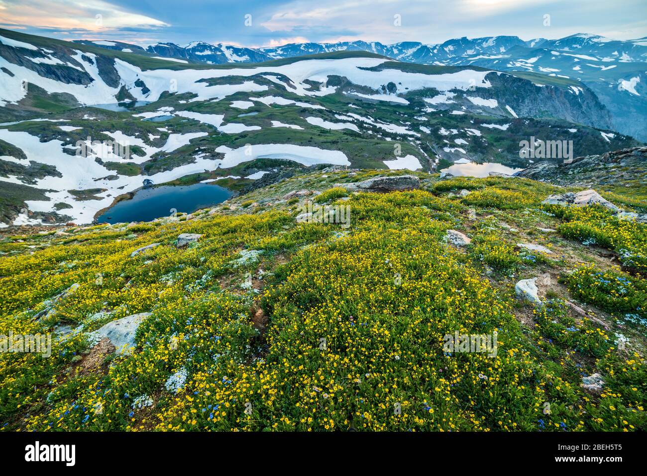 Fiori selvatici fioriscono nelle montagne del Montana Foto Stock