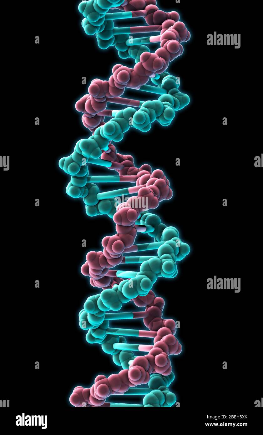 Dna double helix model immagini e fotografie stock ad alta risoluzione ...