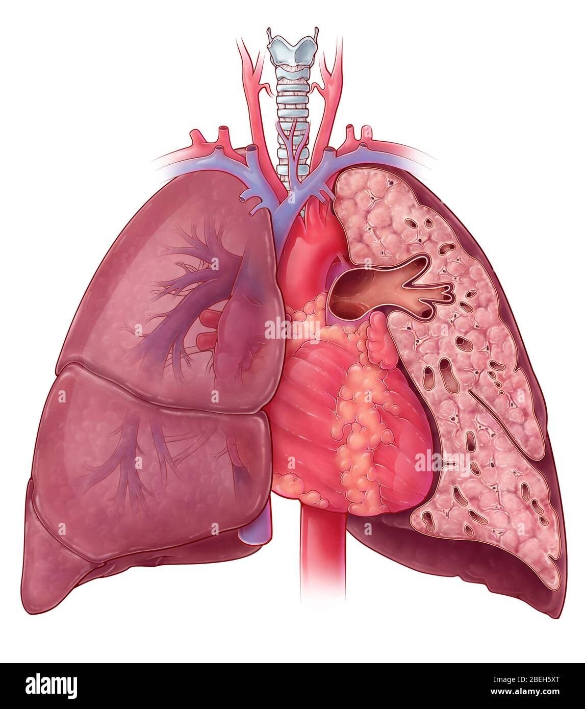 Anatomia del cuore e del polmone, illustrazione Foto Stock