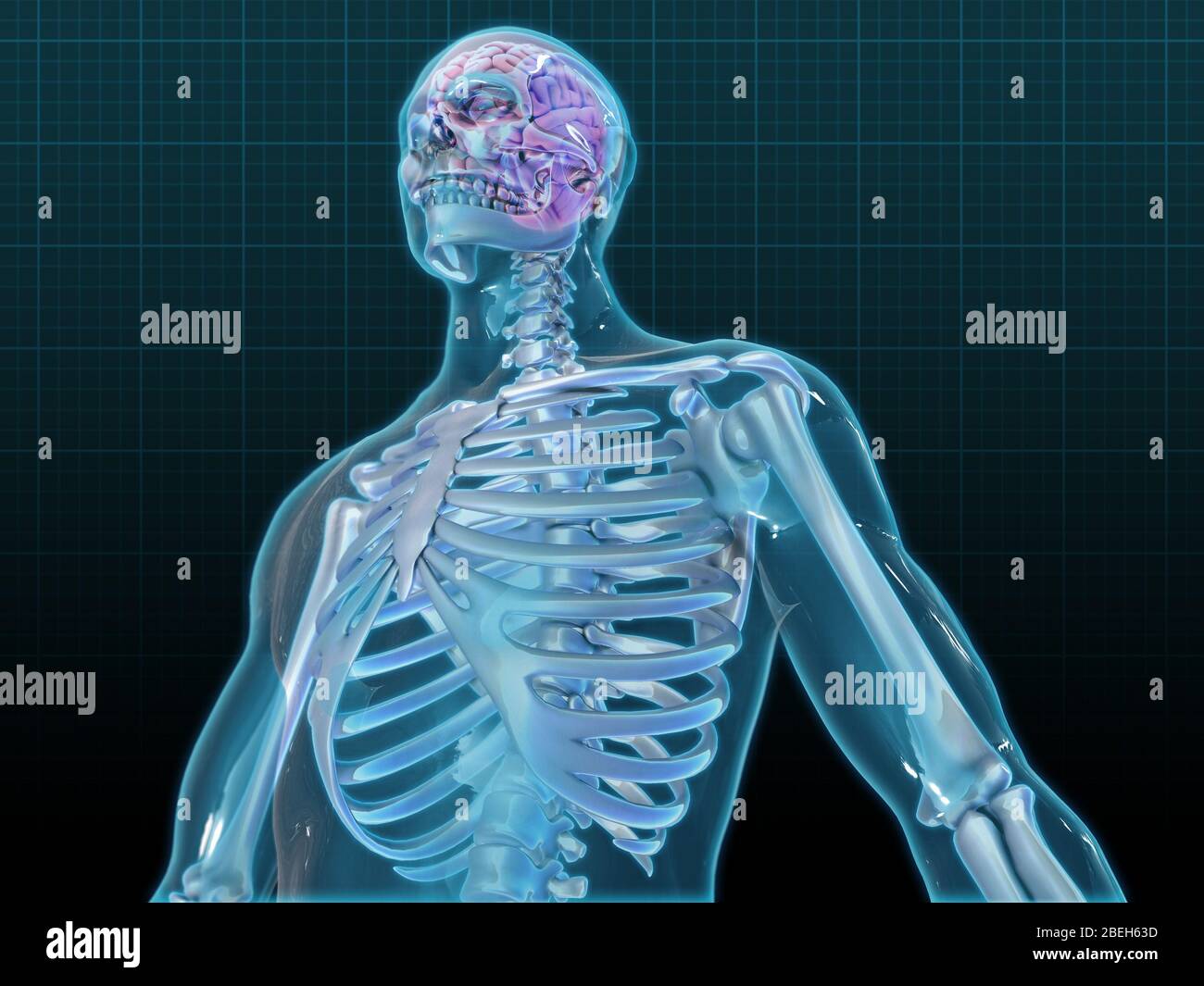 Human Skeleton e Brain, grafica Foto Stock