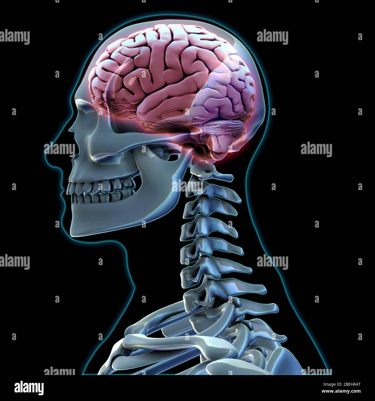 Human Skeleton e Brain, grafica Foto Stock