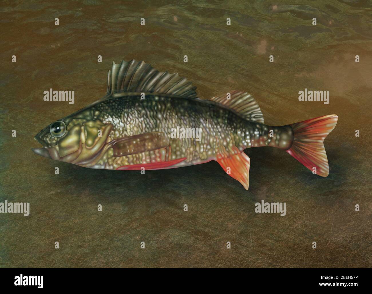 Pesce con alci a raggi, illustrazione Foto Stock