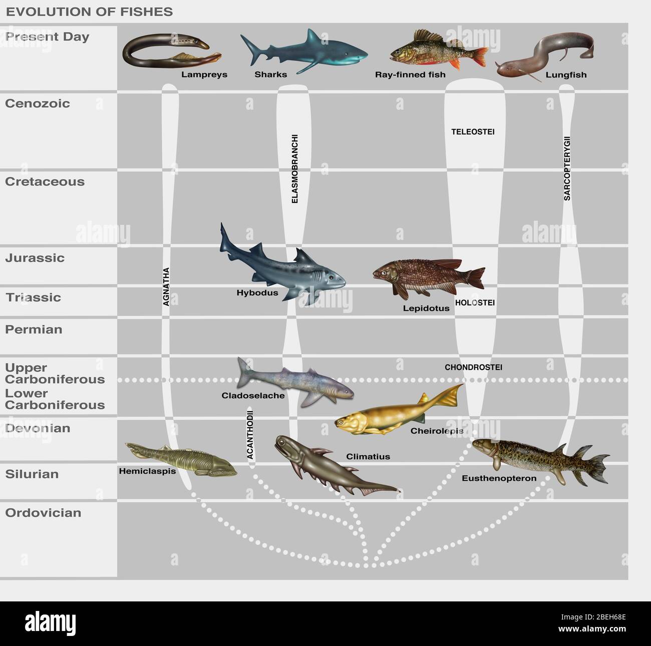 Evoluzione dei pesci, illustrazione Foto Stock