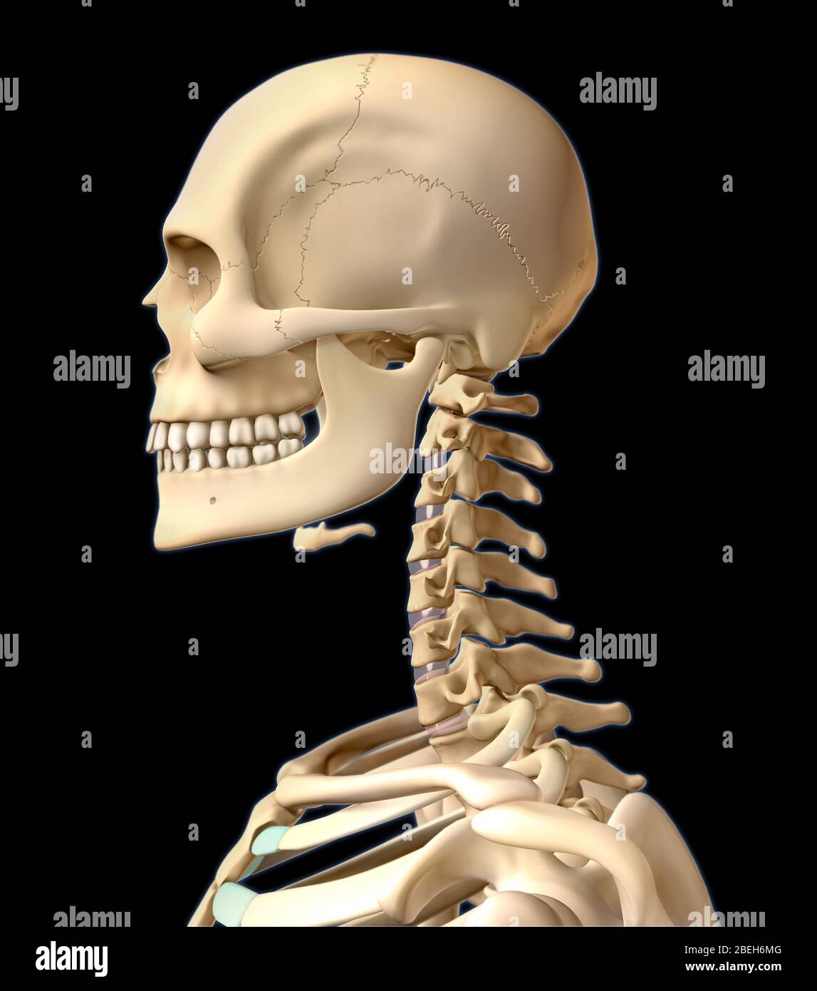 Scheletro umano, testa e collo Foto Stock