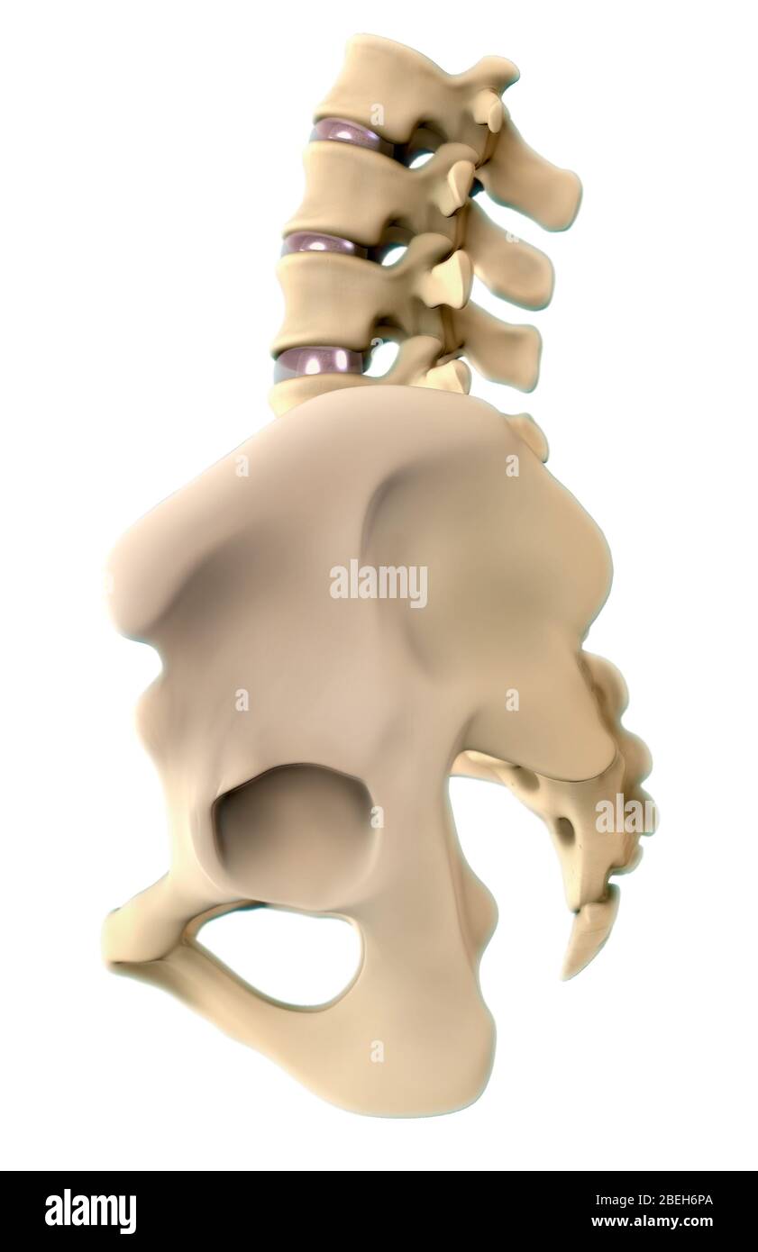Ossa dell'anca, vista laterale Foto Stock
