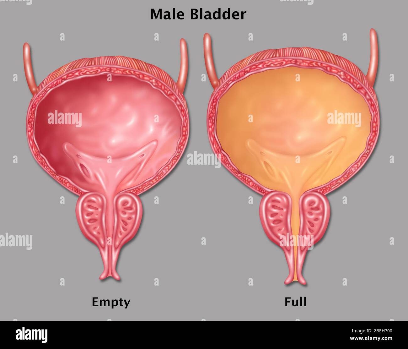 Vescica vuota e piena, illustrazione Foto Stock
