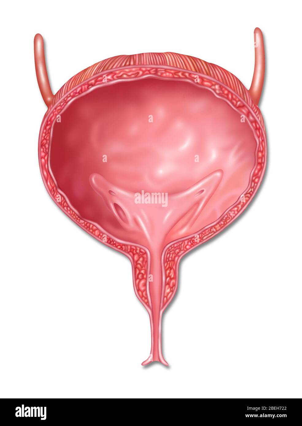 Vescica femminile, illustrazione Foto Stock