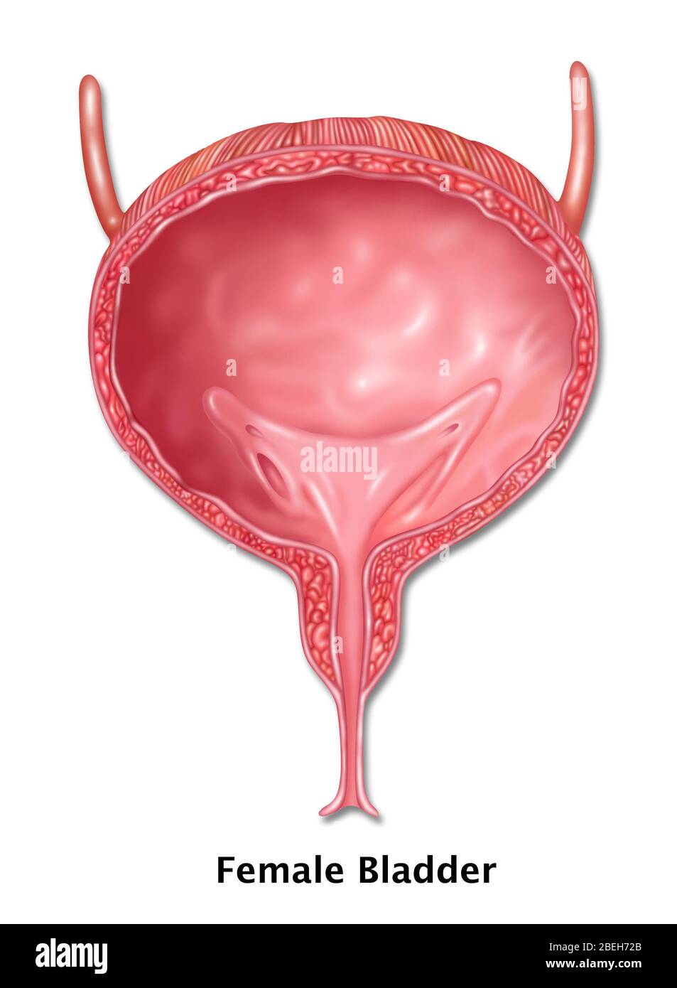 Vescica femminile, illustrazione Foto Stock