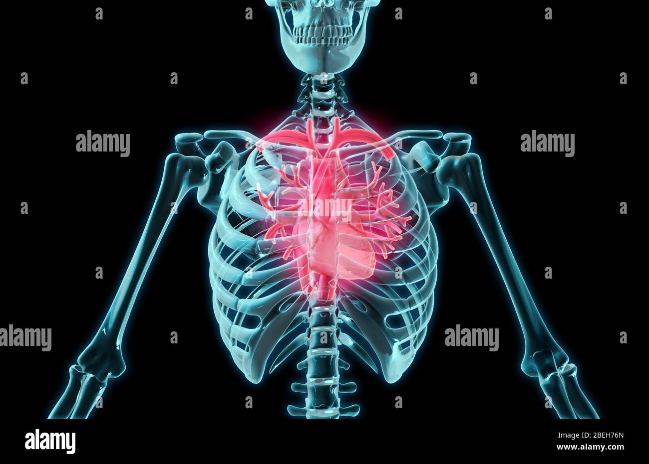 Cuore e polmoni, illustrazione Foto Stock