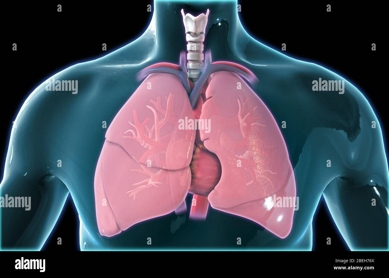 Cuore e polmoni, illustrazione Foto Stock