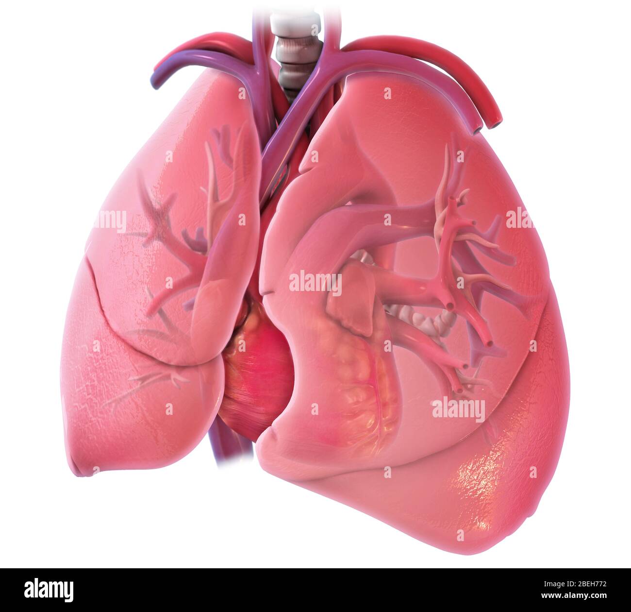 Cuore e polmoni, illustrazione Foto Stock