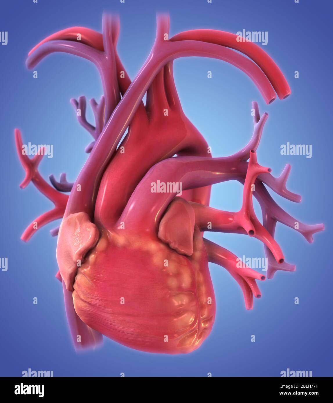 Cuore e polmoni, illustrazione Foto Stock