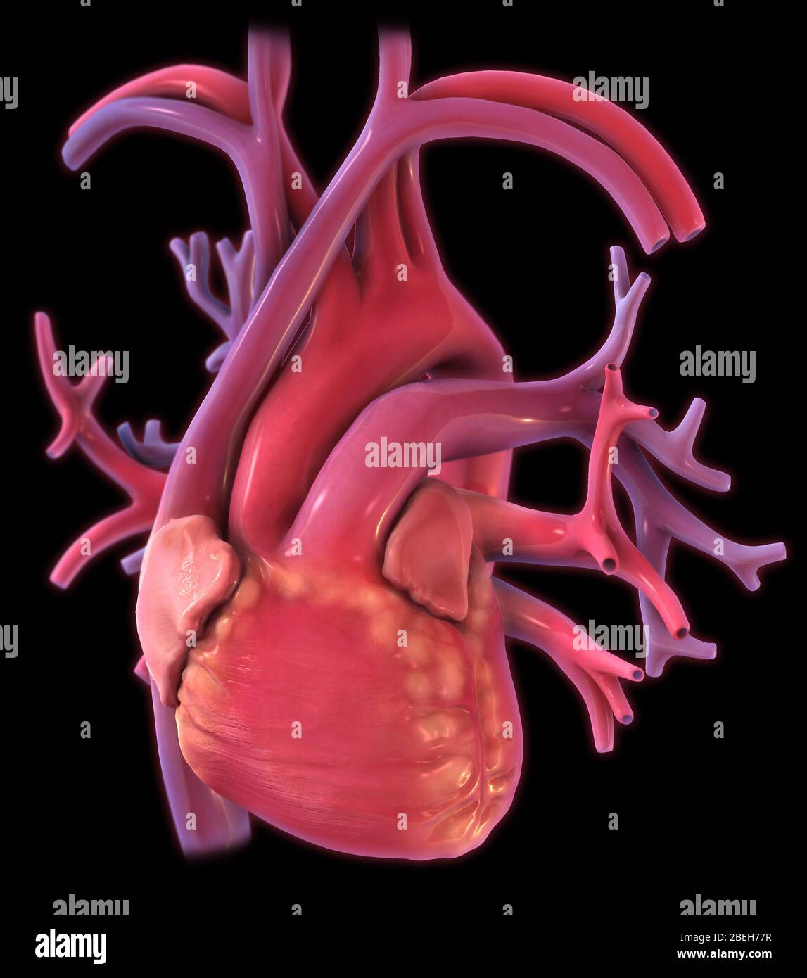 Cuore e polmoni, illustrazione Foto Stock