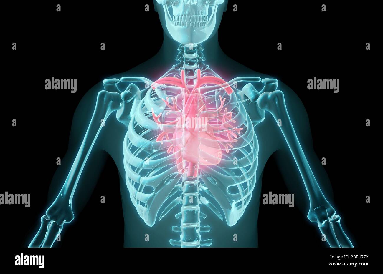 Cuore e polmoni, illustrazione Foto Stock