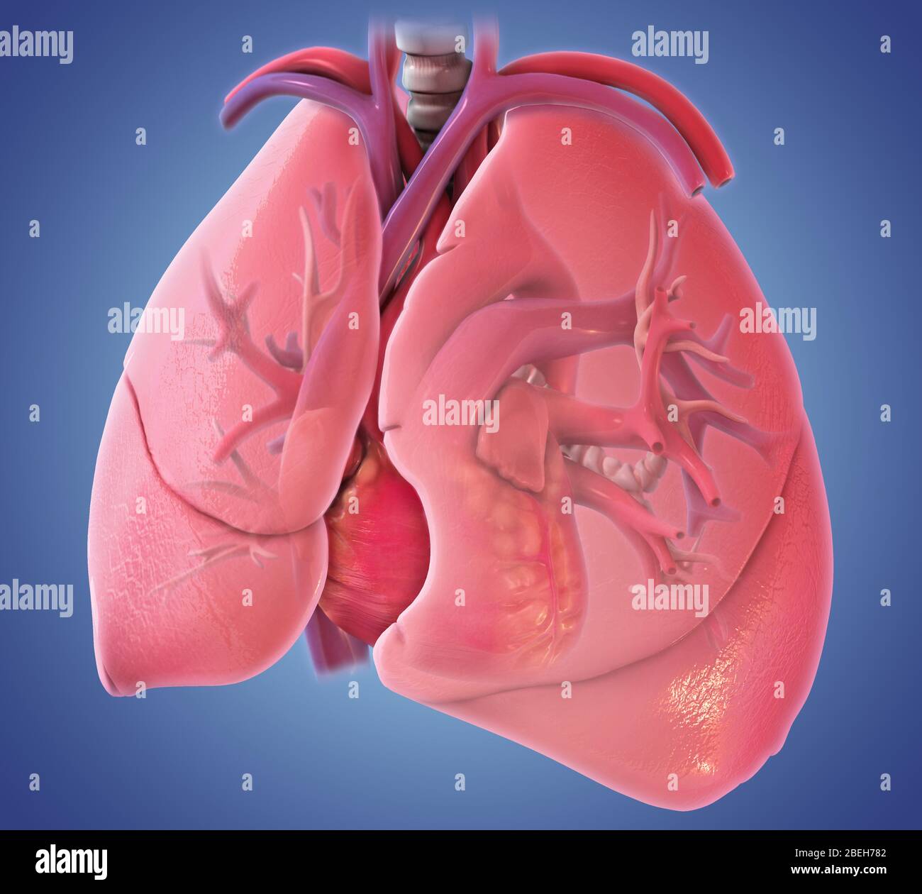 Cuore e polmoni, illustrazione Foto Stock