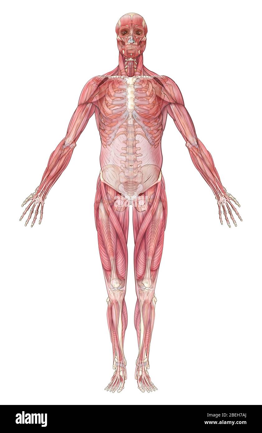 Sistema muscolare, illustrazione Foto Stock