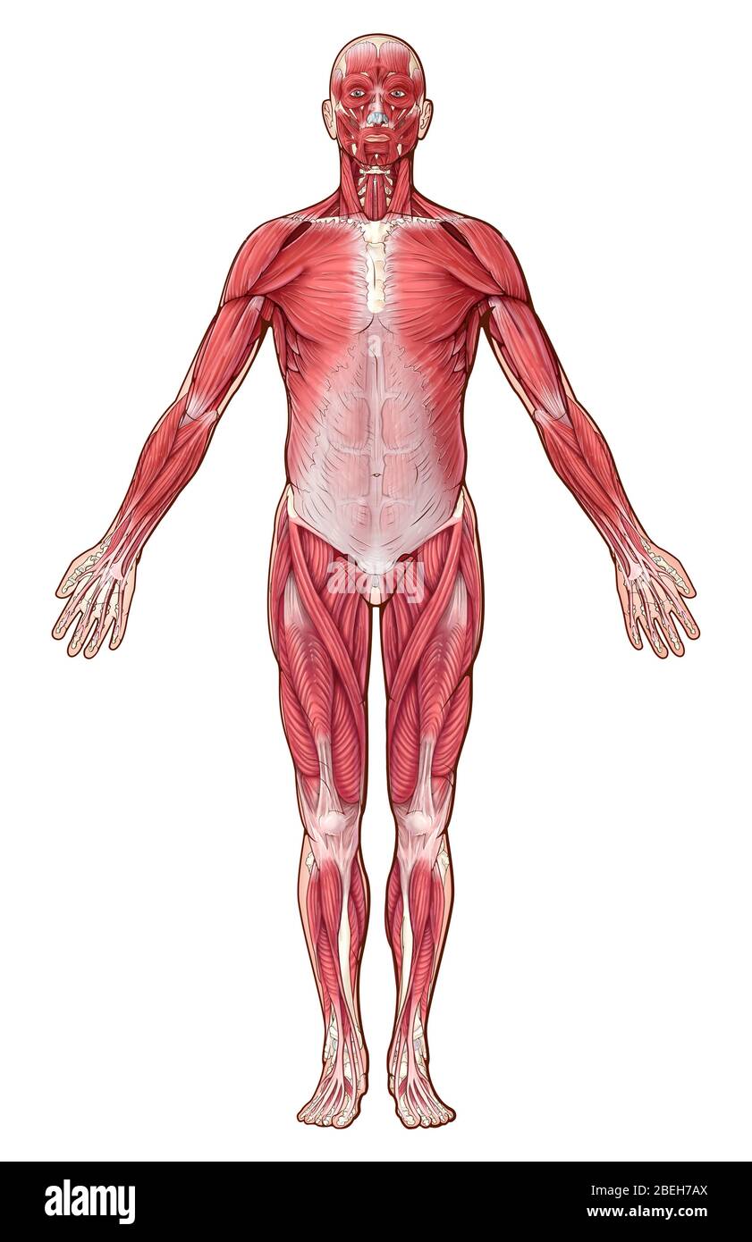 Sistema muscolare, illustrazione Foto Stock