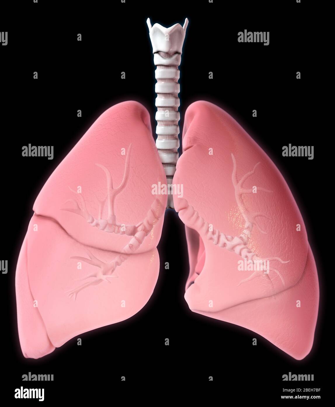 Polmoni, illustrazione Foto Stock