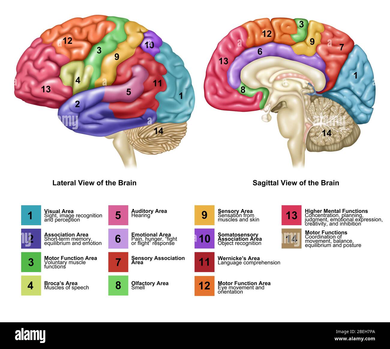 Viste cervello, laterale e sagittale Foto Stock
