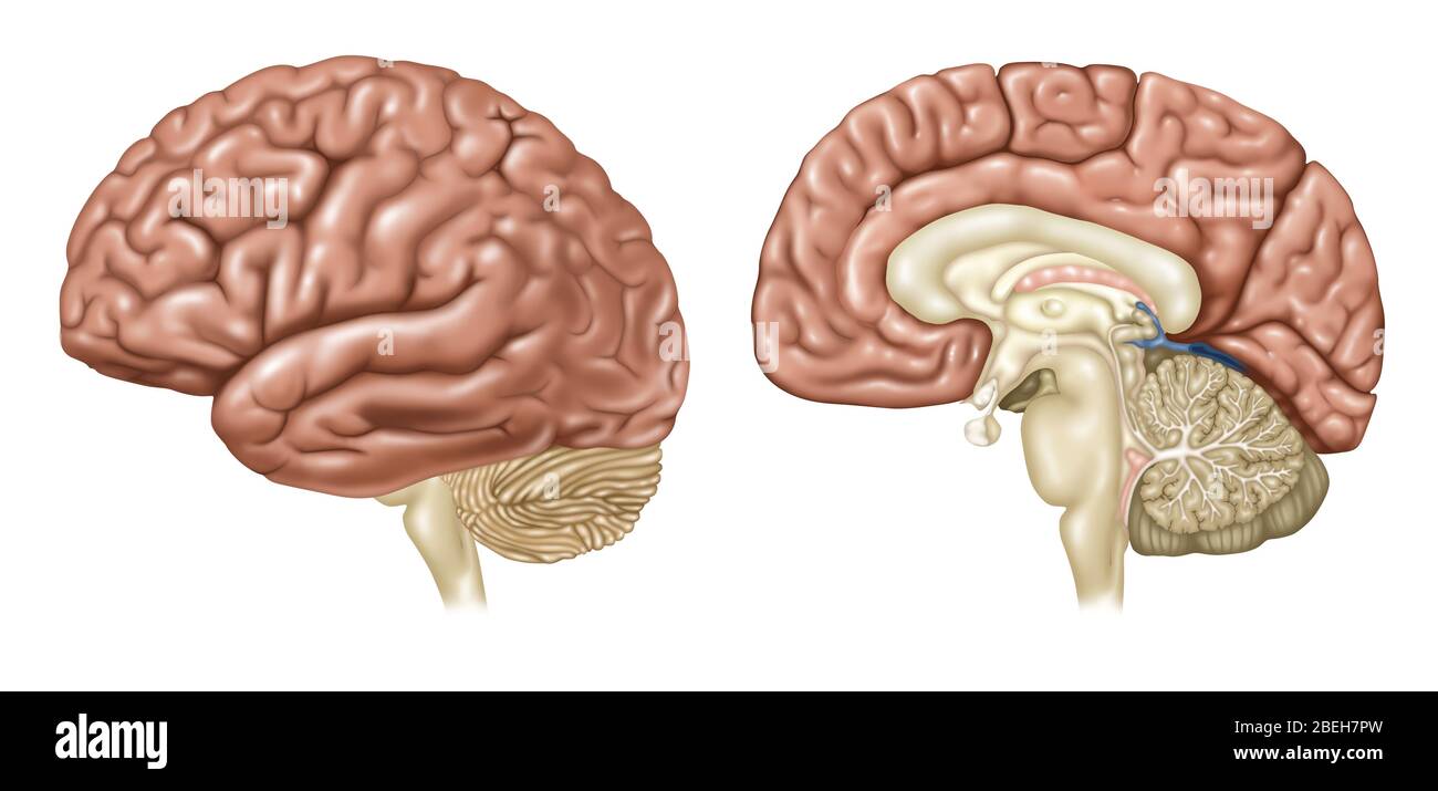 Viste cervello, laterale e sagittale Foto Stock