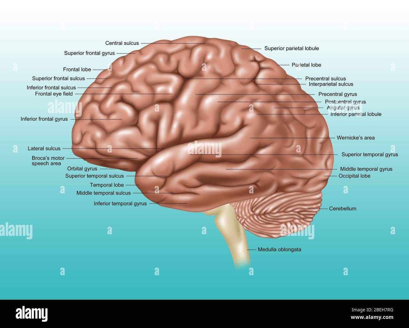 Cervello, Vista laterale, illustrazione Foto Stock