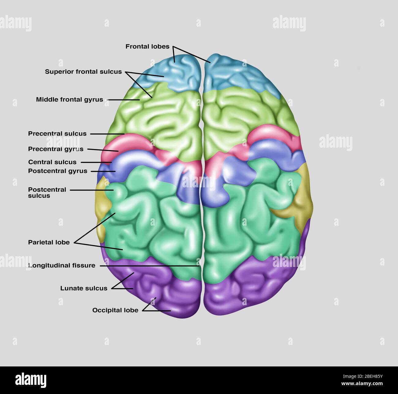 Vista superiore del cervello normale, illustrazione Foto Stock