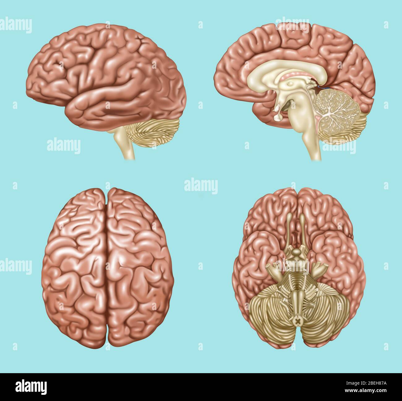 Anatomia cerebrale, illustrazione Foto Stock