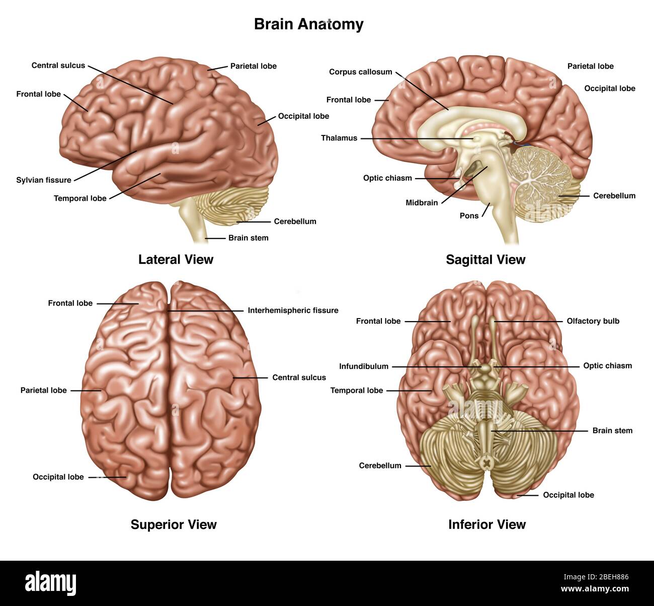 Anatomia cerebrale, illustrazione Foto Stock