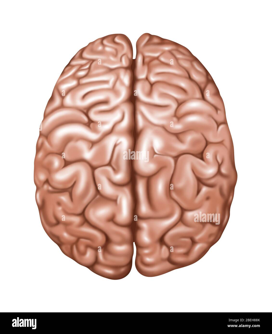 Vista superiore del cervello normale, illustrazione Foto Stock