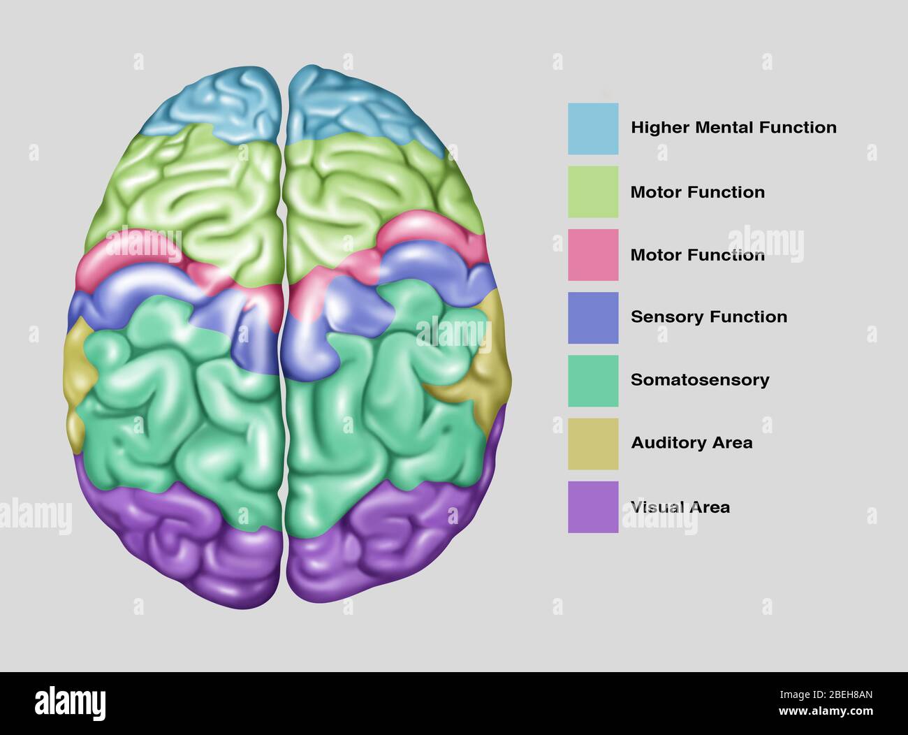 Funzione cerebrale, illustrazione Foto Stock