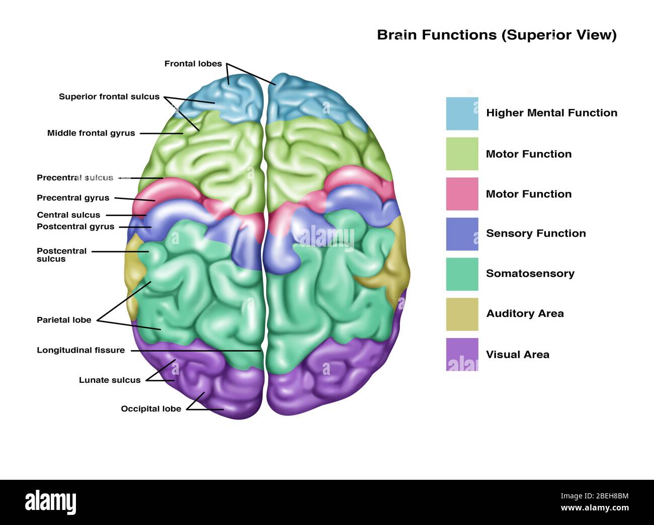 Anatomia e funzioni del cervello, illustrazione Foto Stock