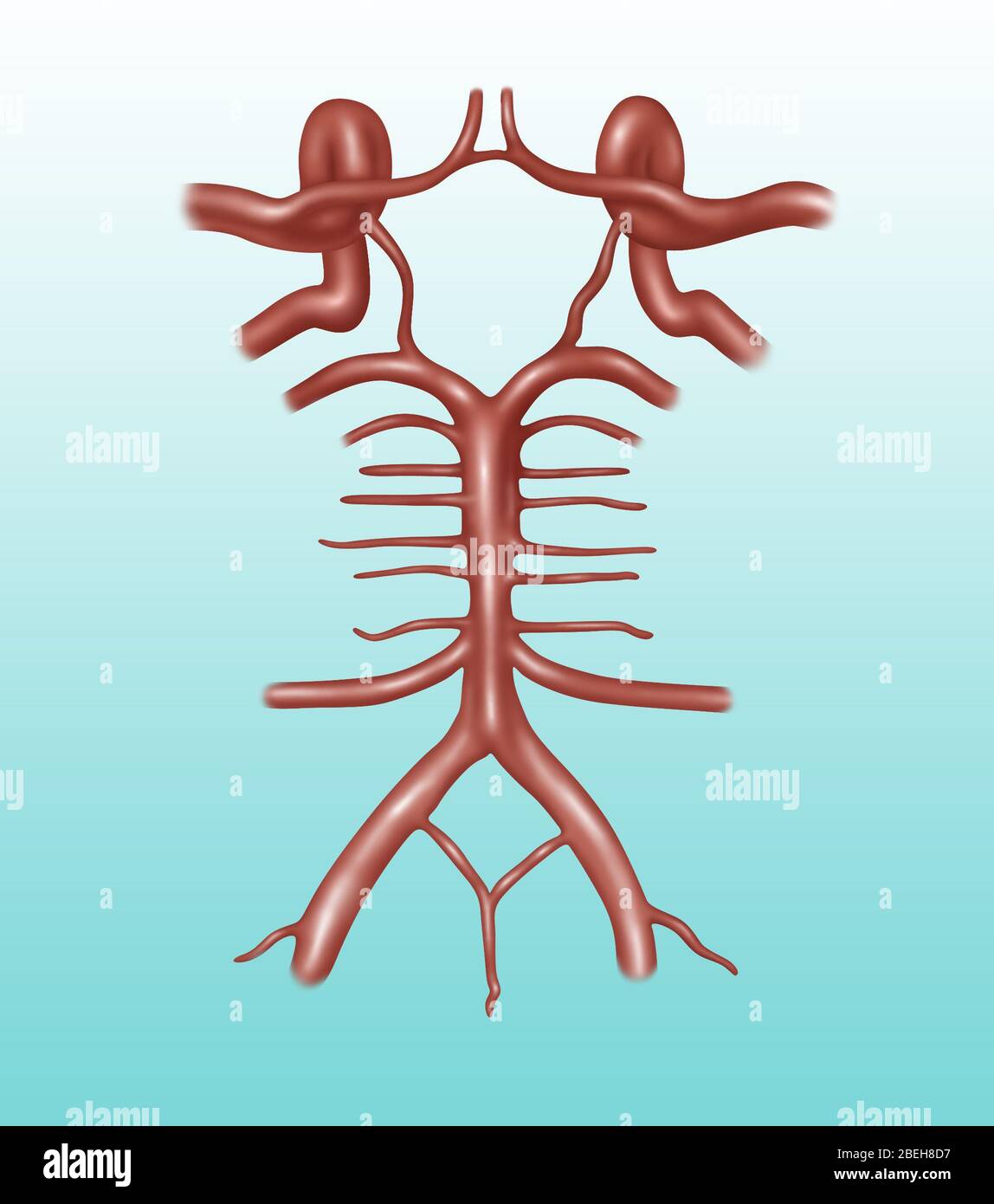 Cerchio di Willis, illustrazione Foto Stock