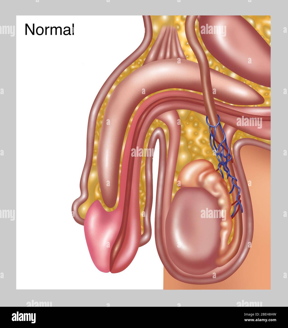 Vene normali dello scroto, illustrazione Foto Stock