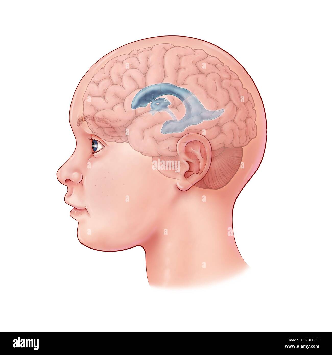 Cervello del bambino, illustrazione Foto Stock