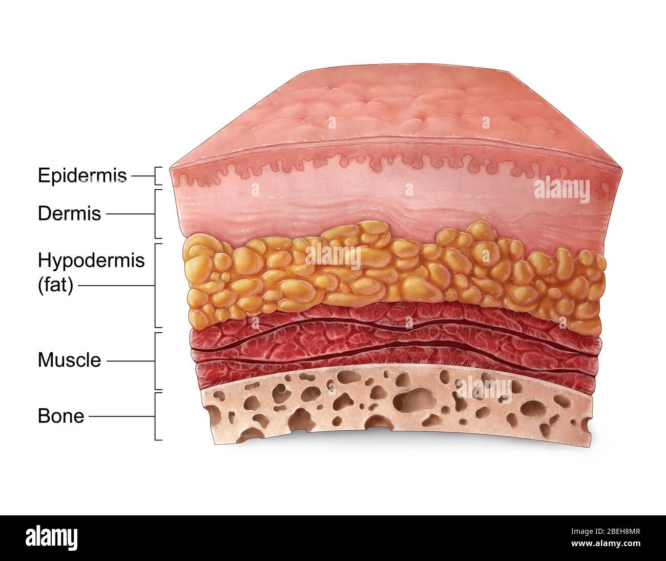 Anatomia della pelle, illustrazione Foto Stock